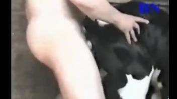 Calf