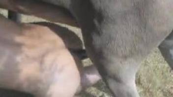 Horse gay
