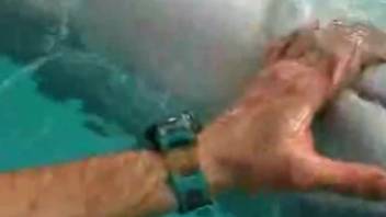 Arousing guy into bestiality is blowing a dolphin's stiff cock in a tight shot