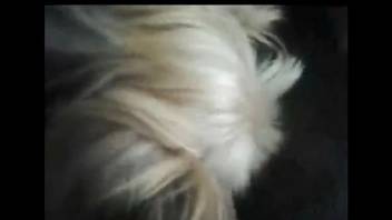 little dog