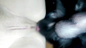 Late-night bestiality blowjob for a female with a smooth-shaven vagina