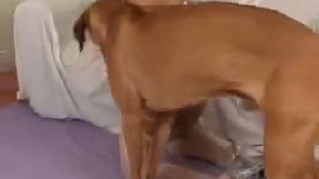 Chocolate-colored canine penetrates a dark-haired woman in all-white attire, incredible footage